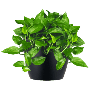 pothos