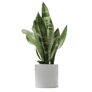 sansevieria