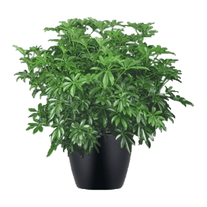 schefflera