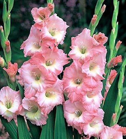 'گلایول صورتی gladiolus rose supreme