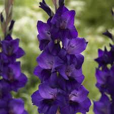 گلایول purple floraL.grandiflora gladiolus