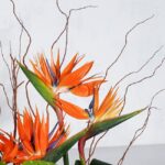 استرلیتزیا نارنجی