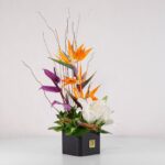 خرید گل استرلیتزیا