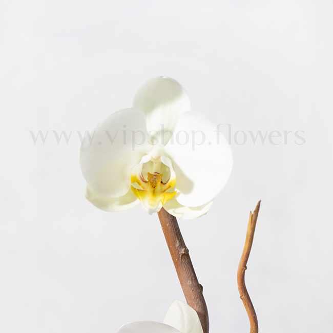 باکس گل جادویی با ارکیده های سفید