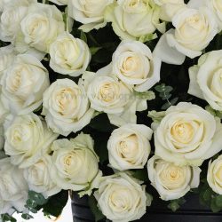 خرید باکس رز سفید 220 شاخه