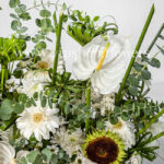 گل های باکس ترحیم برای همدردی با مفهوم تسلیت هستند.