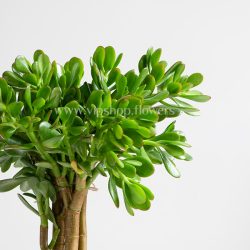 گلدان آپارتمانی کراسولا- گلفروشی آنلاین VIP Shop