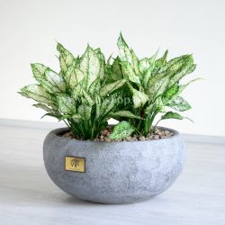 گل آگلونما برفی