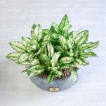 گل آگلونما برفی از نزدیک