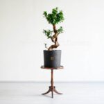 گیاه بونسای فیکوس اس باعث زیباتر شدن منزل یا محل کار شما می‌شود.