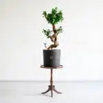 گیاه بونسای فیکوس اس باعث زیباتر شدن منزل یا محل کار شما می‌شود.