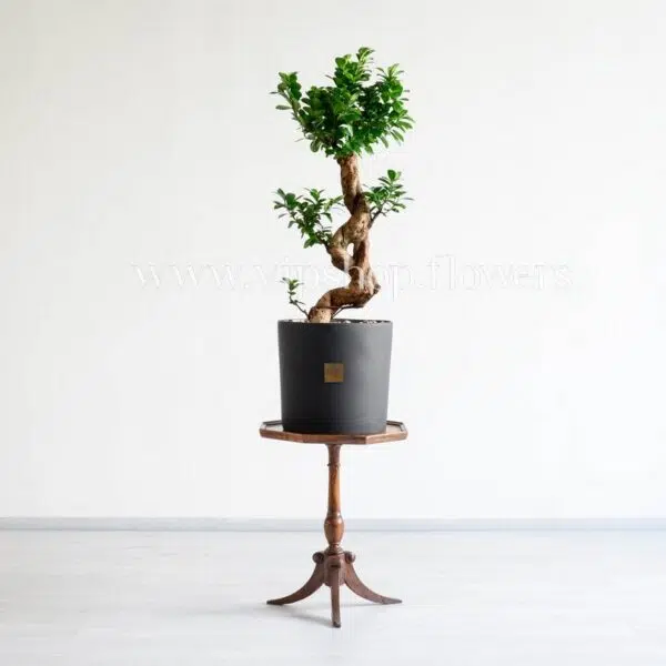 گیاه بونسای فیکوس اس باعث زیباتر شدن منزل یا محل کار شما می‌شود.
