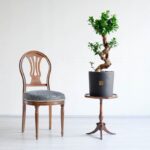 ابعاد گیاه بونسای فیکوس اس مناسب است.