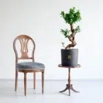 ابعاد گیاه بونسای فیکوس اس مناسب است.
