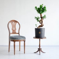 ابعاد گیاه بونسای فیکوس اس مناسب است.