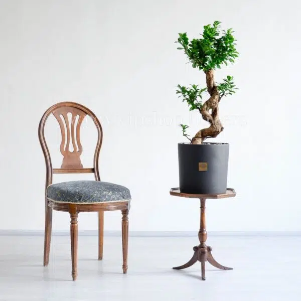 ابعاد گیاه بونسای فیکوس اس مناسب است.