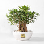 گلدان آپارتمانی میخک هندی