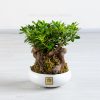 خرید آنلاین و آسان بون سا ی میخک هندی با ارسال سریع