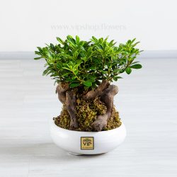خرید آنلاین و آسان بون سا ی میخک هندی با ارسال سریع
