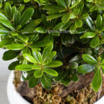 میخک هندی گیاه دوست داشتنی