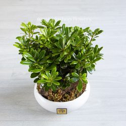 گیاه میخک هندی از فاصله خیلی نزدیک