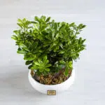 اندازه گلدان آپارتمانی میخک هندی مناسب است.
