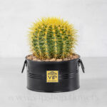 گلدان آپارتمانی کاکتوس اچینو تیغ‌زرد- گلفروشی آنلاین VIP Shop