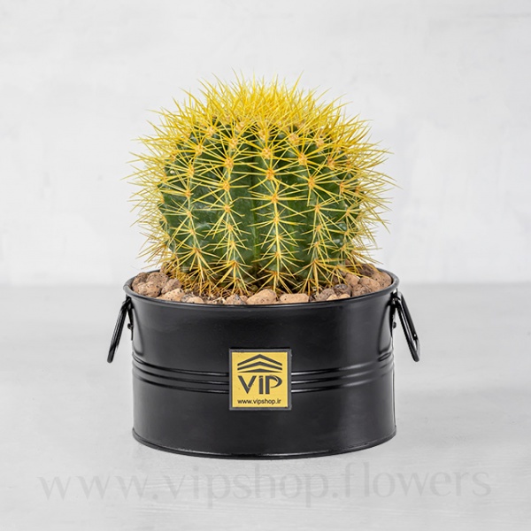 گلدان آپارتمانی کاکتوس اچینو تیغ‌زرد- گلفروشی آنلاین VIP Shop