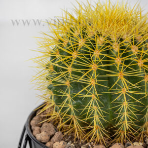 گلدان آپارتمانی کاکتوس اچینو تیغزرد- گلفروشی آنلاین VIP Shop