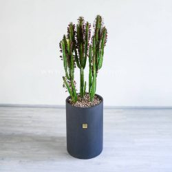 گیاه افوربیا تیروکالی گیاهی سایز بزرگ