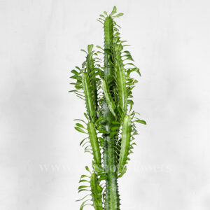 افوربیا تریگونا سبز بسیار متفاوت است.