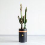 کاکتوس افوربیا قرمز از خاص ترین کاکتوس ها است