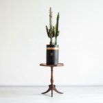 کاکتوس افوربیا قرمز بسیار روی میز زیبا است.