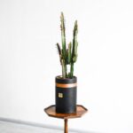 افوربیا قرمز برای نگهداری در منزل مناسب است.