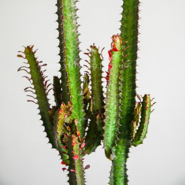 Euphorbia trigona red G4