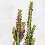 کاکتوس افوربیا قرمز بسیار زیبا است.