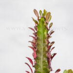 جزئیات کاکتوس افوربیا قرمز