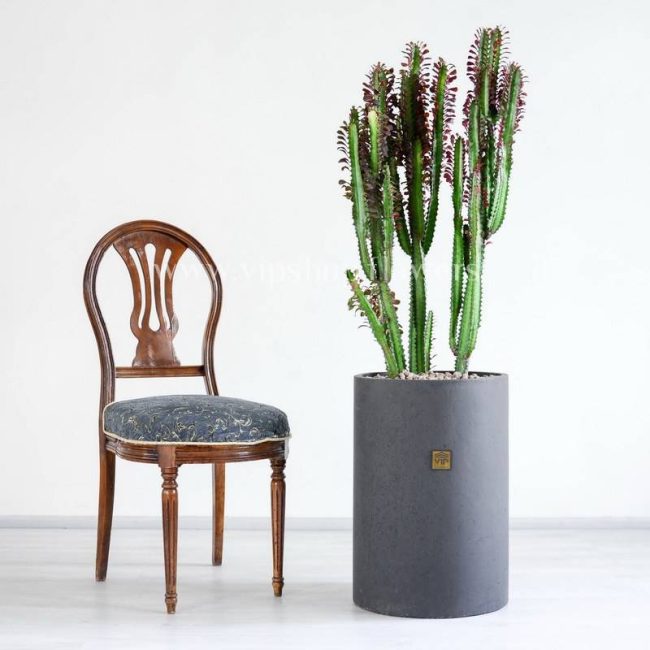 گیاه افوربیا تیروکالی در مقایسه با صندلی
