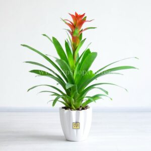 خرید گازمانیا قرمز