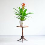 گازمانیا قرمز روی میز
