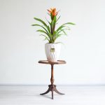 گازمانیا نارنجی روی میز