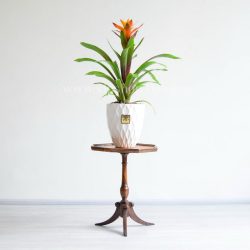 گازمانیا نارنجی روی میز