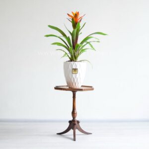 گازمانیا نارنجی روی میز