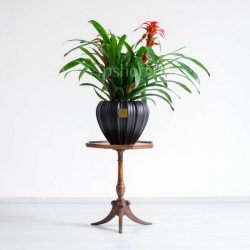 ابعاد گازمانیا قرمز دوشاخه برای نگهداری در منزل مناسب است.
