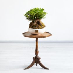 گل میخک هندی روی صندلی