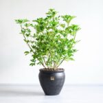 گلدان آپارتمانی شفلرا غول پیکر