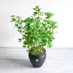 گلدان شفلرا غول پیکر