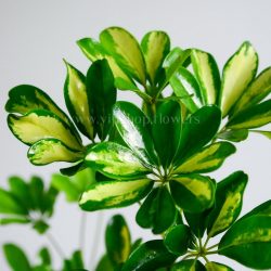 گلدان شفلرا غول پیکر