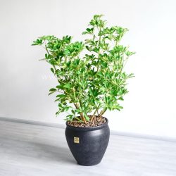 گلدان آپارتمانی شفلرا غول پیکر
