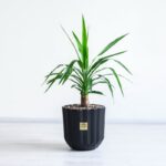 گلدان آپارتمانی یوکا تنه دار کوچک زیبا است.